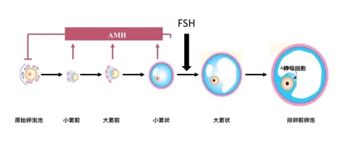 试管婴儿AMH检查低数值真的意味着成功率低吗？如何正确解读AMH数值以提高试管婴儿成功率？