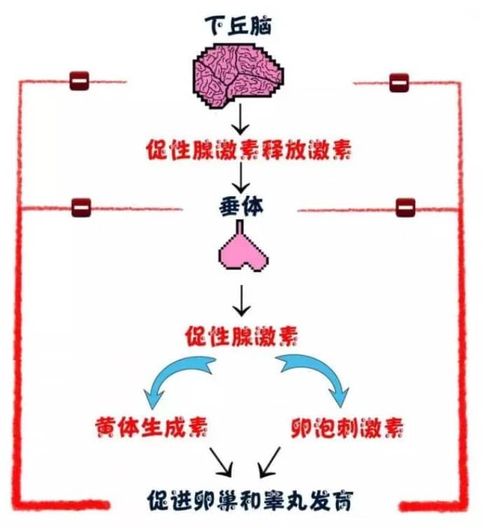 排卵障碍到底是如何发生的？试管婴儿技术如何应对排卵障碍导致的不孕？