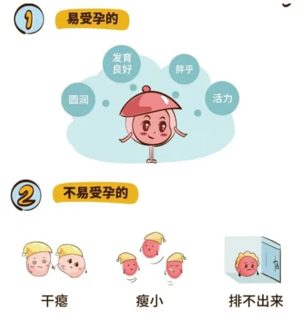 如何改善卵泡发育不良以提高试管婴儿成功率？试管婴儿中卵泡发育不良的治疗方法