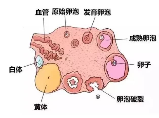 如何改善卵泡发育不良以提高试管婴儿成功率？试管婴儿中卵泡发育不良的治疗方法