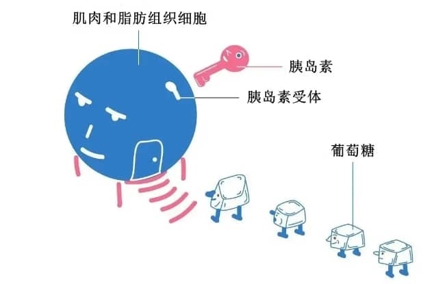什么是胰岛素抵抗？为什么会出现胰岛素抵抗？胰岛素抵抗如何影响试管婴儿的成功率？