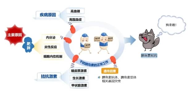 什么是胰岛素抵抗？为什么会出现胰岛素抵抗？胰岛素抵抗如何影响试管婴儿的成功率？
