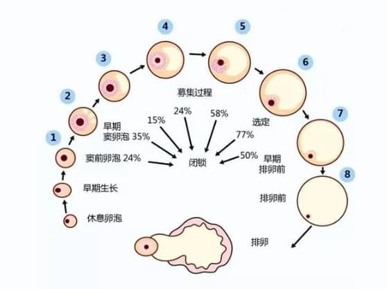 什么样的卵泡是好卵泡？哪些因素会影响卵子质量？试管婴儿如何提高卵泡质量？