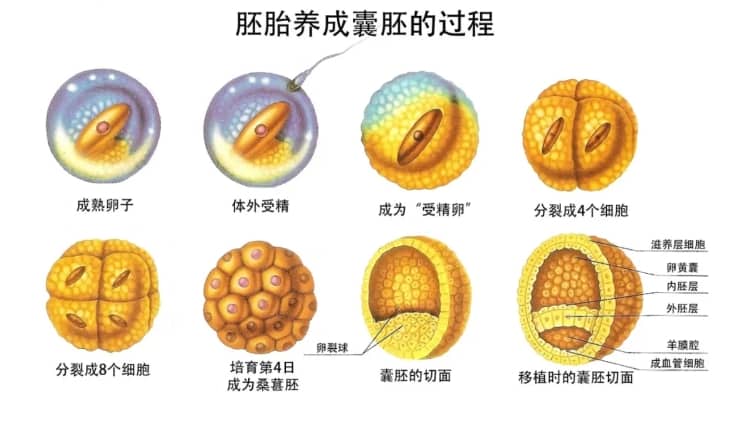试管婴儿移植鲜胚和冻胚哪个成功率更高？为什么医生会推荐养囊胚而不是直接移植卵裂胚？