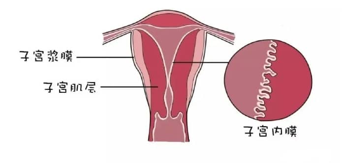 子宫内膜分ABC型是怎么回事？试管婴儿过程中子宫内膜的ABC型对胚胎着床有何影响？