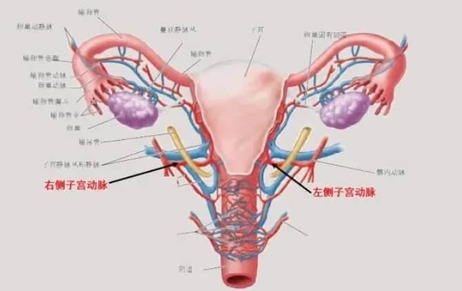 试管婴儿的过程中影响子宫内膜容受性的因素有哪些？如何提高子宫内膜容受性？