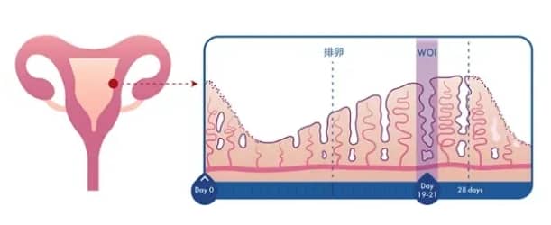 试管婴儿移植前做好这项<font color='red'>检查</font>，活产率可提升3倍！