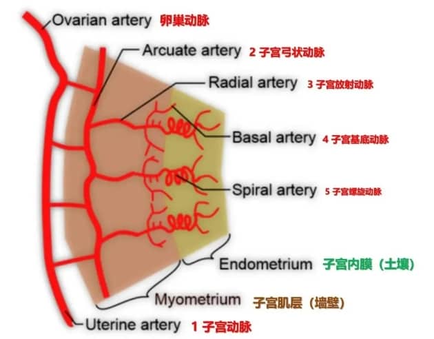 试管婴儿过程中子宫内膜容受性为何至关重要？如何通过超声检查评估试管婴儿子宫内膜容受性？