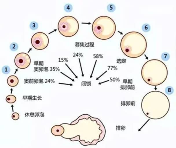 试管婴儿过程中胰岛素抵抗如何影响成功率？如何通过调节胰岛素抵抗提高试管婴儿胚胎质量？