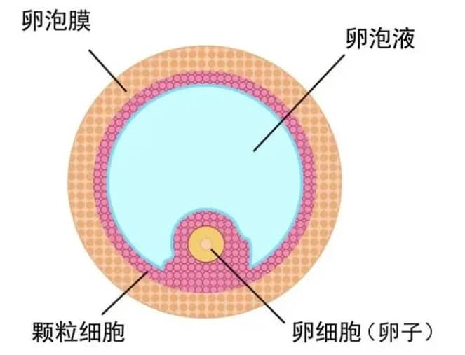 试管婴儿技术中卵泡液的作用是什么？如何通过卵泡液提高试管婴儿的成功率？