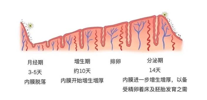 子宫内膜厚度怎么查？什么样的子宫内膜有利于怀孕？试管婴儿中什么样的子宫内膜条件最有利于胚胎着床？