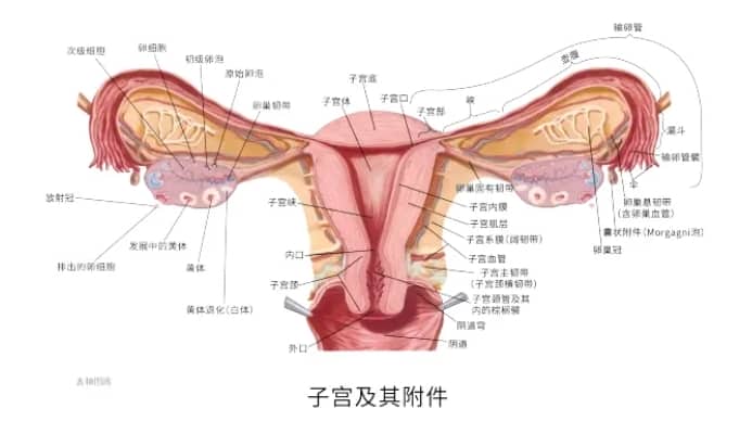 子宫内膜厚度怎么查？什么样的子宫内膜有利于怀孕？试管婴儿中什么样的子宫内膜条件最有利于胚胎着床？