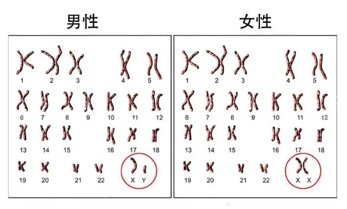 染色体异常的胚胎会着床吗？试管婴儿技术如何帮助有染色体异常风险的夫妻？