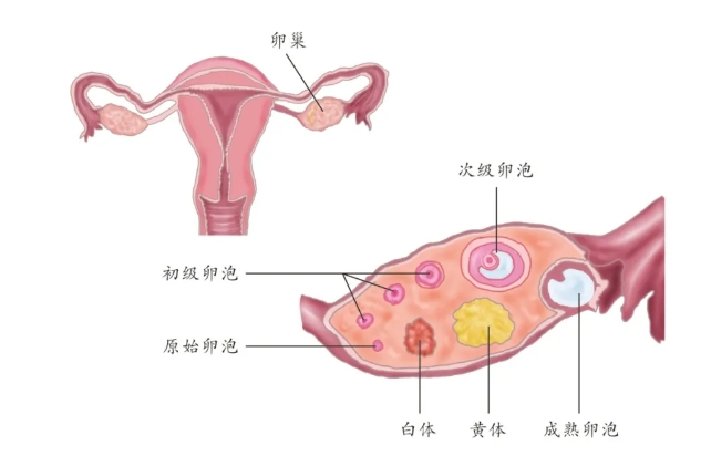 卵巢储备功能降低还能成功备孕吗？试管婴儿技术如何帮助卵巢储备功能低下的女性？
