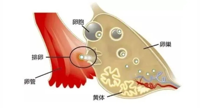 黄体酮的作用有哪些？常用的黄体支持药物有哪些？试管婴儿移植后为何需要进行黄体支持？