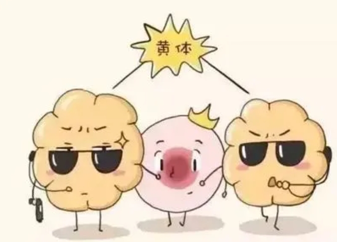 怀得上留不住是什么原因导致的？反复流产的罪魁祸首真的是黄体功能不足吗？黄体酮保胎真的能改变胚胎质量吗？