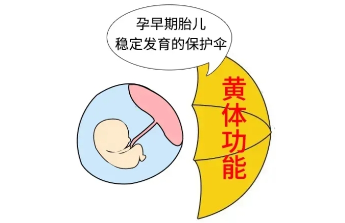 怀得上留不住是什么原因导致的？反复流产的罪魁祸首真的是黄体功能不足吗？黄体酮保胎真的能改变胚胎质量吗？