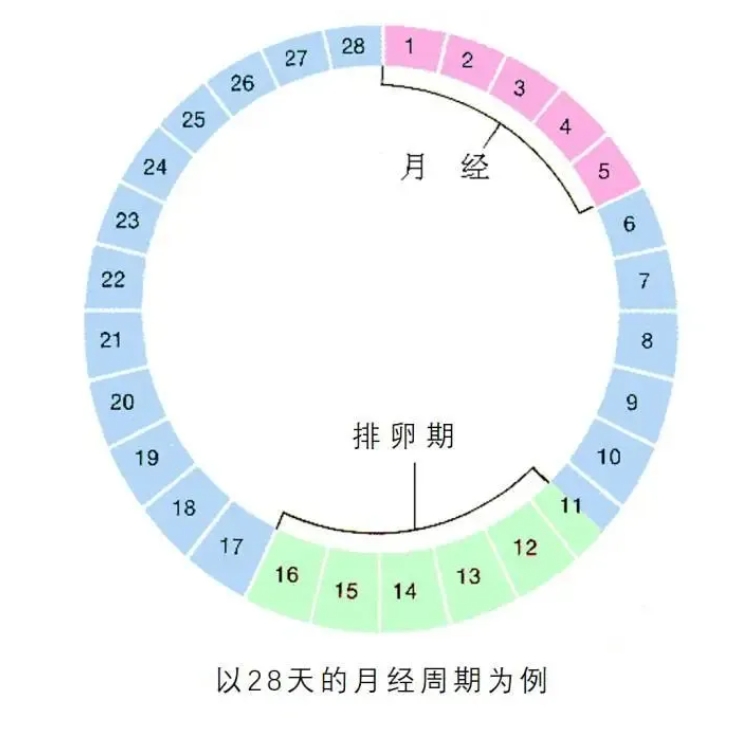 月经提前一定是卵巢早衰的信号吗？月经提前背后的真正原因是什么？