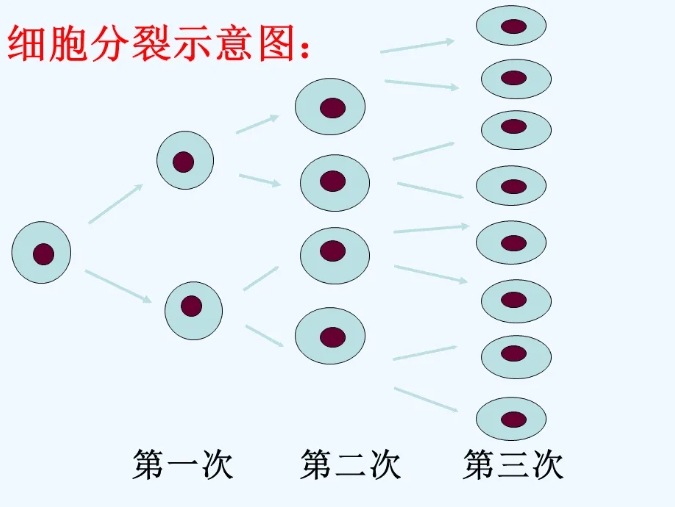 什么样的胚胎更具有好的发育潜能？试管婴儿挑选卵裂胚的标准是什么？