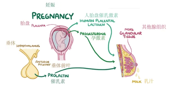 性激素六项和AMH检测报告到底应该怎么看？女性在不同月经周期阶段性激素水平有何变化？