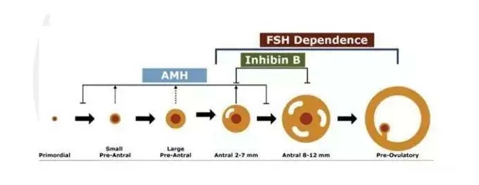 性激素六项和AMH检测报告到底应该怎么看？女性在不同月经周期阶段性激素水平有何变化？