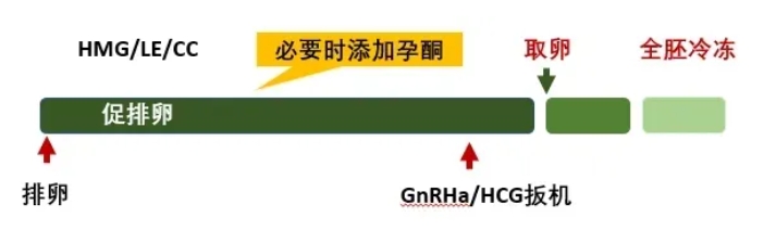 高龄女性做试管婴儿如何选择合适的促排方案？高龄女性试管成功的关键是什么？