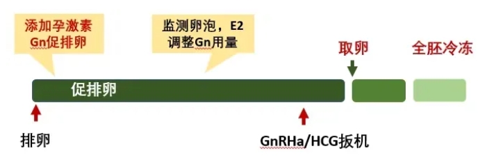 高龄女性做试管婴儿如何选择合适的促排方案？高龄女性试管成功的关键是什么？