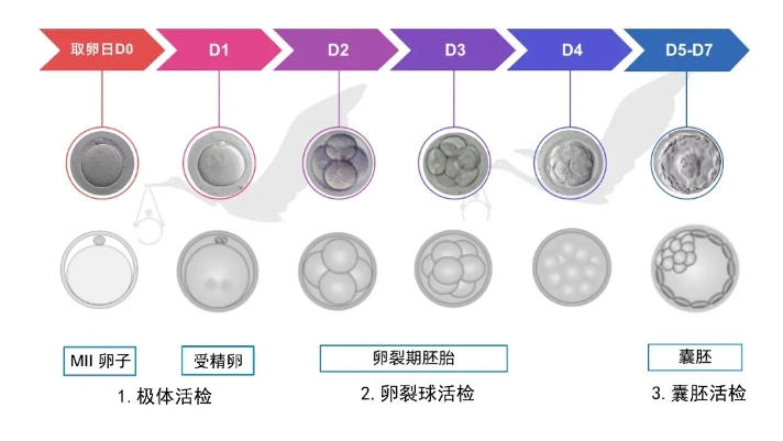 三代试管婴儿胚胎活检是什么？为什么三代试管需要进行胚胎活检？胚胎活检究竟是如何进行的？