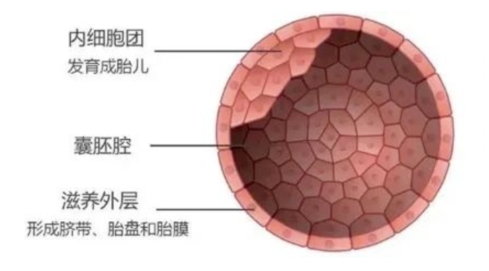 三代试管婴儿胚胎活检是什么？为什么三代试管需要进行胚胎活检？胚胎活检究竟是如何进行的？