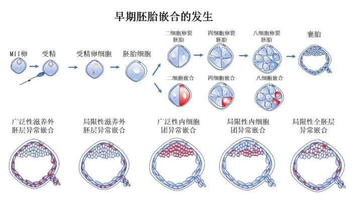三代试管婴儿胚胎活检是什么？为什么三代试管需要进行胚胎活检？胚胎活检究竟是如何进行的？