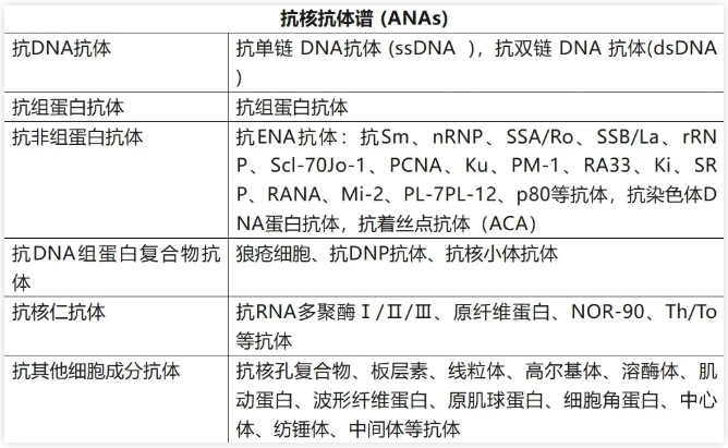 什么是抗核抗体? 抗核抗体阳性会影响胚胎着床吗？如何有效干预抗核抗体阳性？