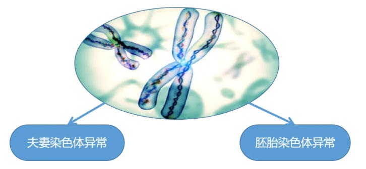为什么胎停育会毫无征兆？没流血、没腹痛，宝宝怎么就没了？​孕早期激素紊乱如何导致胎停育？