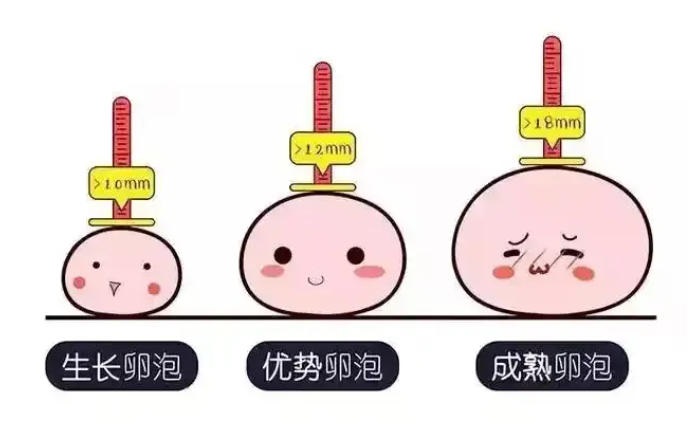 性激素六项为什么要在月经第2-3天检查？排卵期和黄体期的性激素检查分别能揭示什么问题？