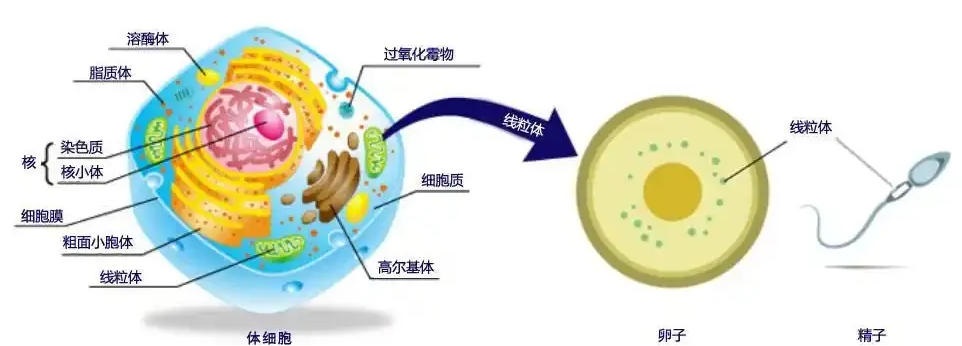 备孕女性如何通过科学检测提前预判卵子质量？如何提前优化卵子质量提高备孕成功率？