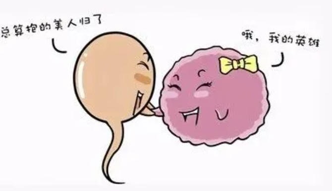 备孕女性如何通过科学检测提前预判卵子质量？如何提前优化卵子质量提高备孕成功率？