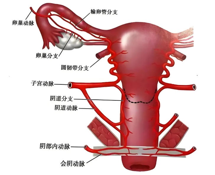 备孕女性如何通过科学检测提前预判卵子质量？如何提前优化卵子质量提高备孕成功率？