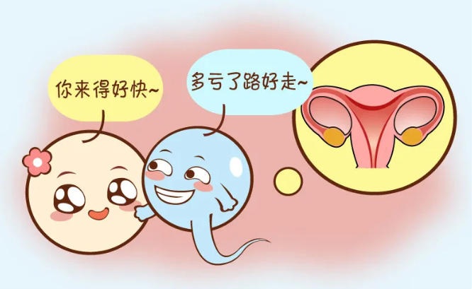 卵泡发育不良会影响生育吗？卵泡发育全过程揭秘：从始基卵泡到成熟卵泡要多久？