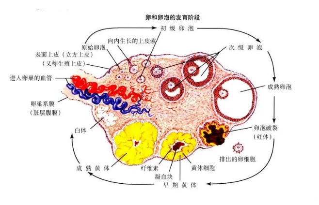 卵泡发育不良会影响生育吗？卵泡发育全过程揭秘：从始基卵泡到成熟卵泡要多久？