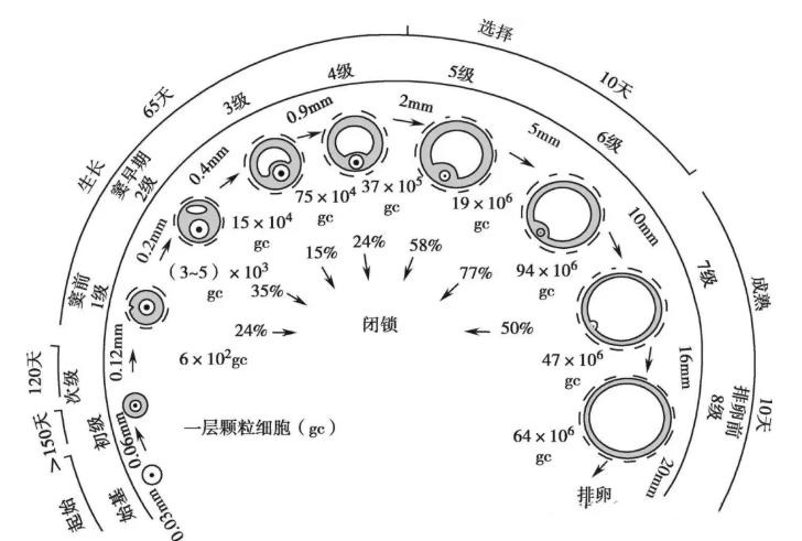 卵泡发育不良会影响生育吗？卵泡发育全过程揭秘：从始基卵泡到成熟卵泡要多久？