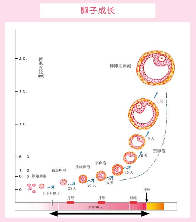 卵泡发育不良会影响生育吗？卵泡发育全过程揭秘：从始基卵泡到成熟卵泡要多久？