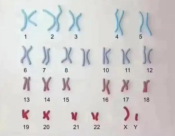 人类​​23对染色体解析：遗传密码与疾病风险的科学指南​（附备孕/试管婴儿人群必知筛查要点）