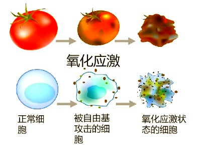 备孕总是失败？这个生育“杀手”，你可能每天都在接触！