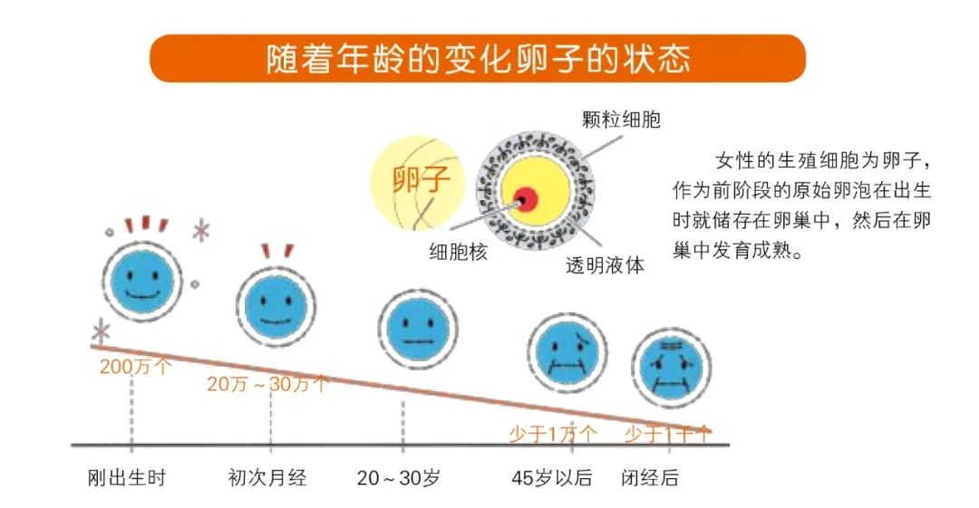 做试管婴儿为什么B超显示的卵泡数与实际取卵数存在差异？​如何通过精细化促排卵方案提高试管成功率？