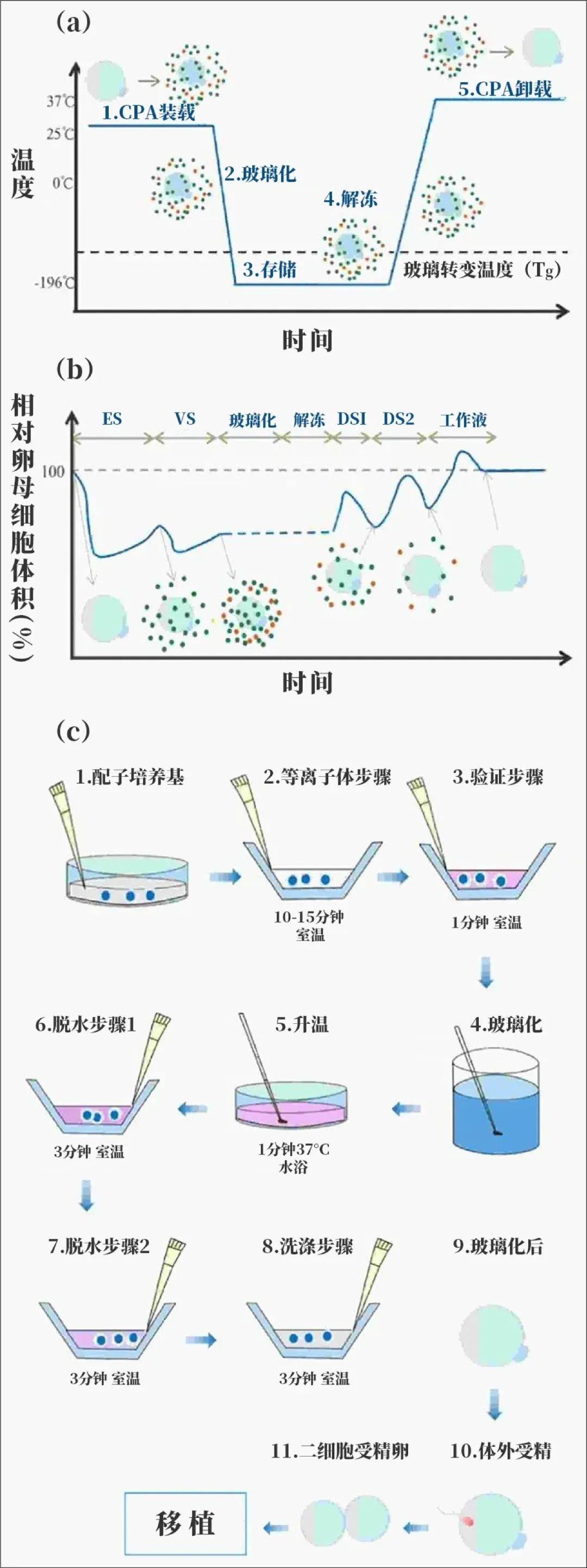 生育力保存是什么？癌症患者也能圆父母梦吗？如何通过冷冻卵子保存生育力？