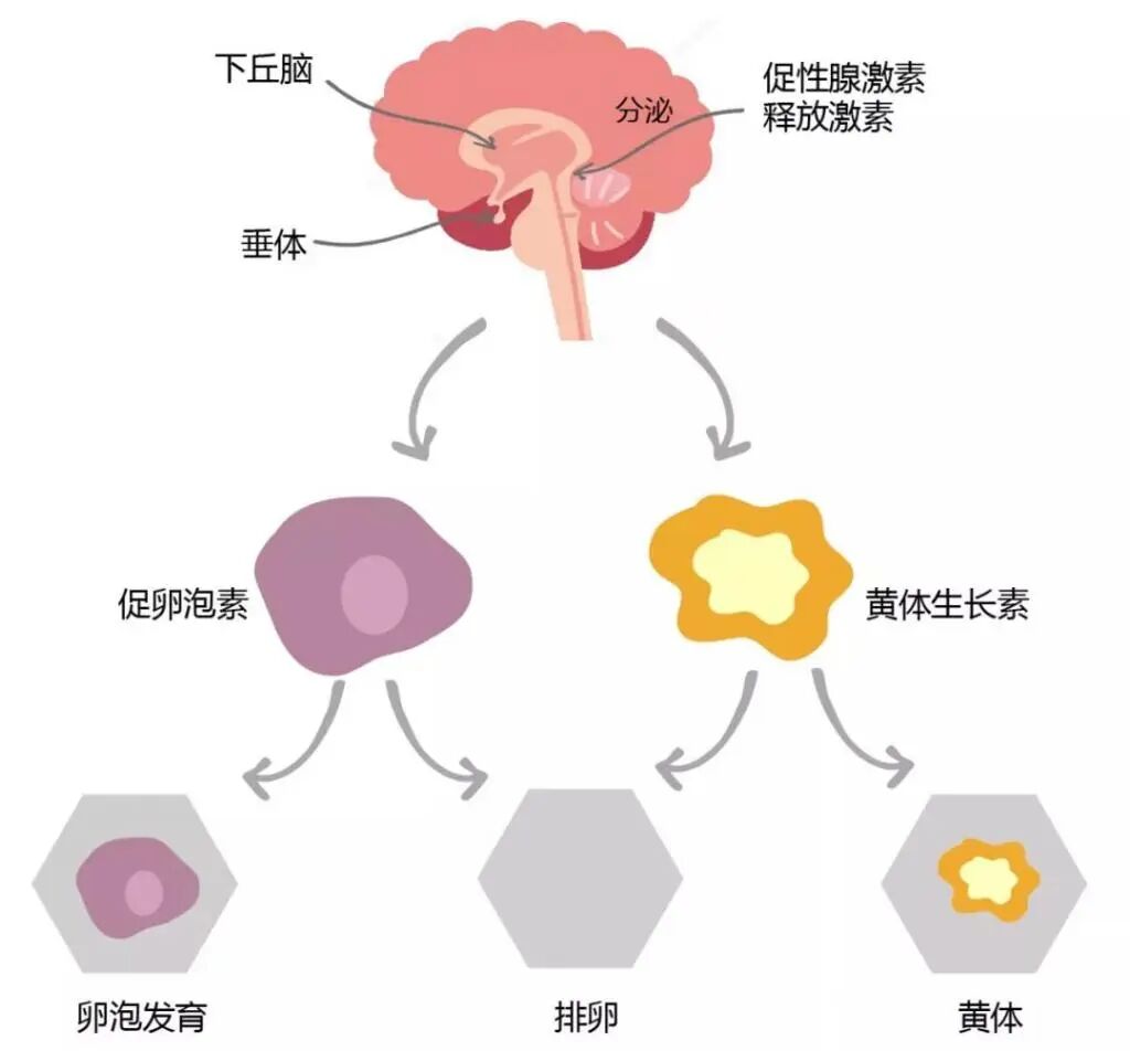 月经正常却怀不上?备孕期间如何科学排查不孕原因?月经正常适合做试管婴儿吗? 月经正常却怀不上?备孕期间如何科学排查不孕原因?月经正常适合做试管婴儿吗?