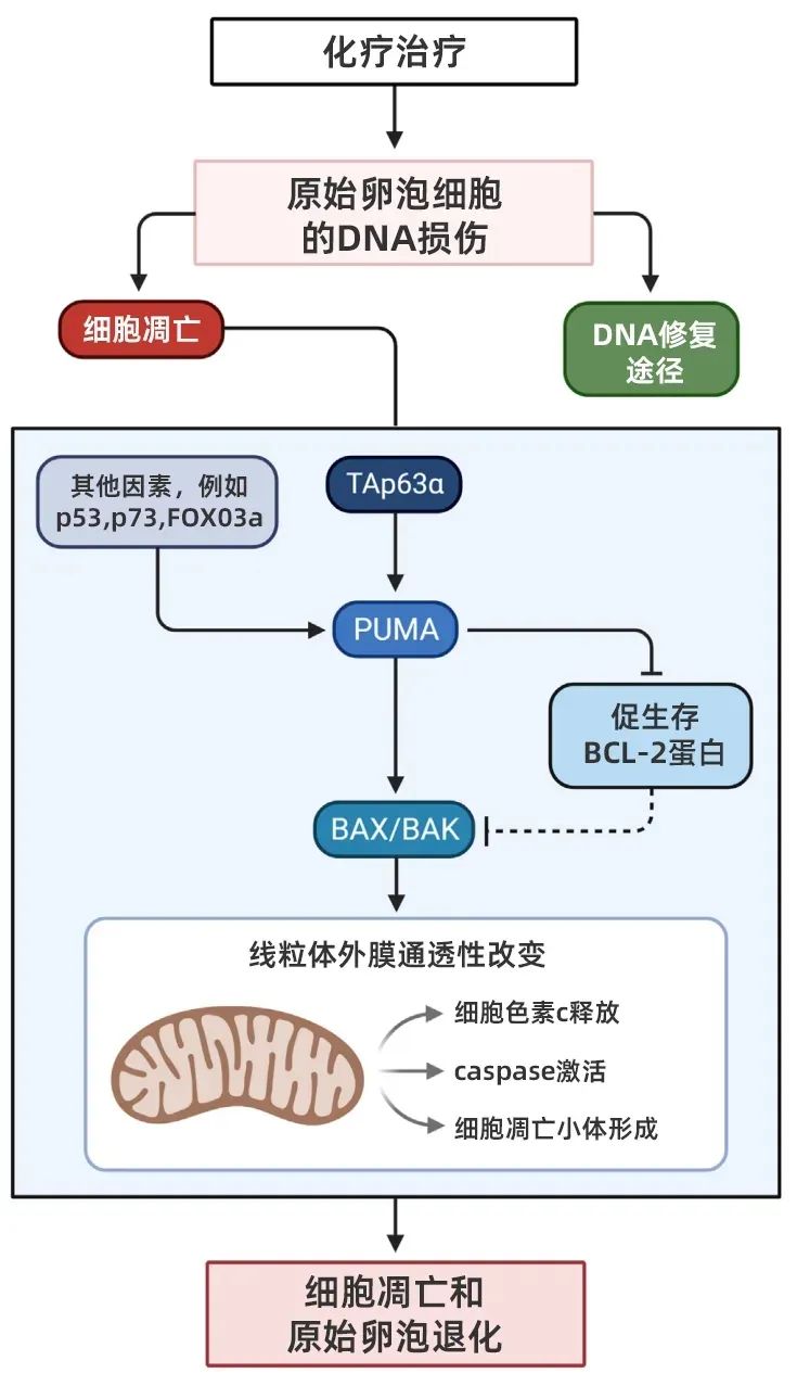 生育力保存是什么？癌症患者也能圆父母梦吗？如何通过冷冻卵子保存生育力？