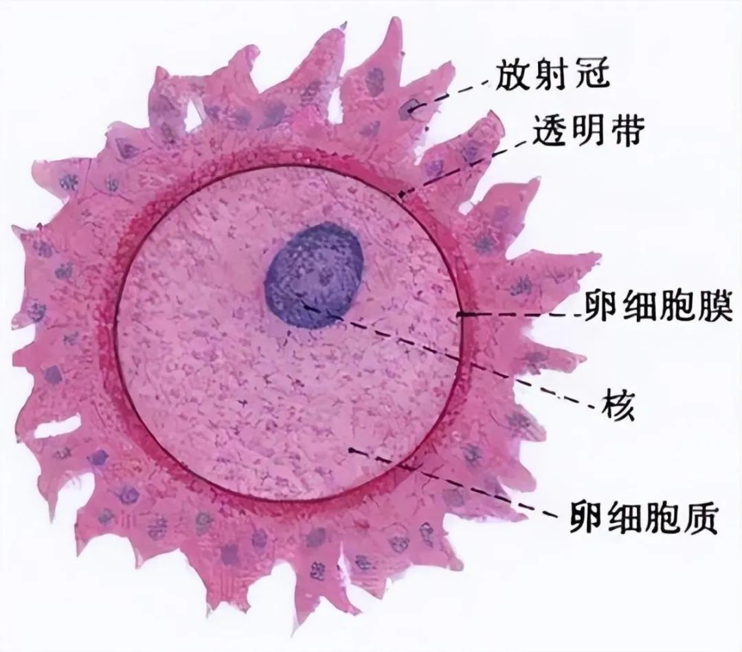 卵子成熟障碍还有机会怀孕吗？卵子成熟障碍患者如何实现生育梦想？
