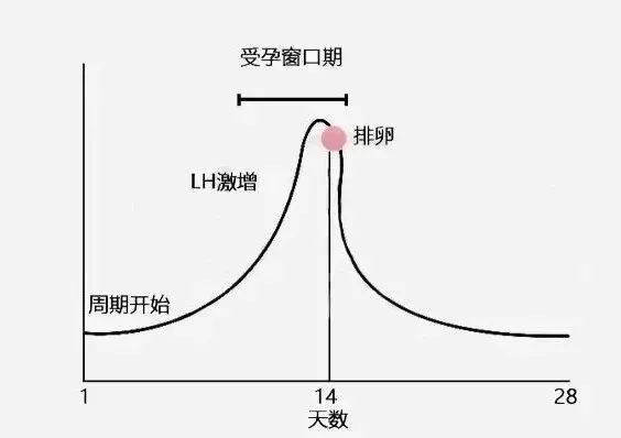 试管婴儿中的'夜针'是什么？为什么它如此重要？夜针注射时机如何影响试管婴儿成功率？