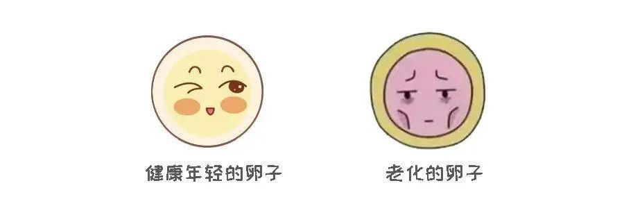 高龄备孕难？染色体异常率高？卵子质量差怎么办？卵子「未老先衰」的2大原因