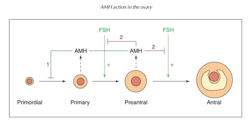 AMH数值低怎么办？AMH值低还能怀孕吗？备孕女如何科学提升AMH值？